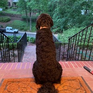 Meet your Posher, Ally